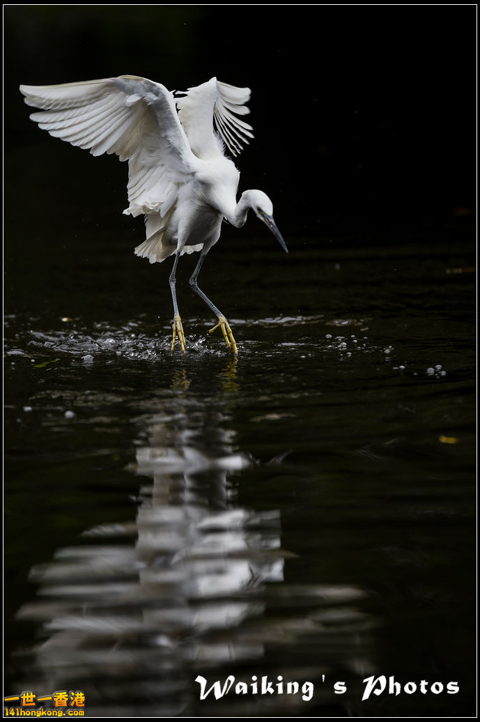 150131 Birds - 0006.jpg