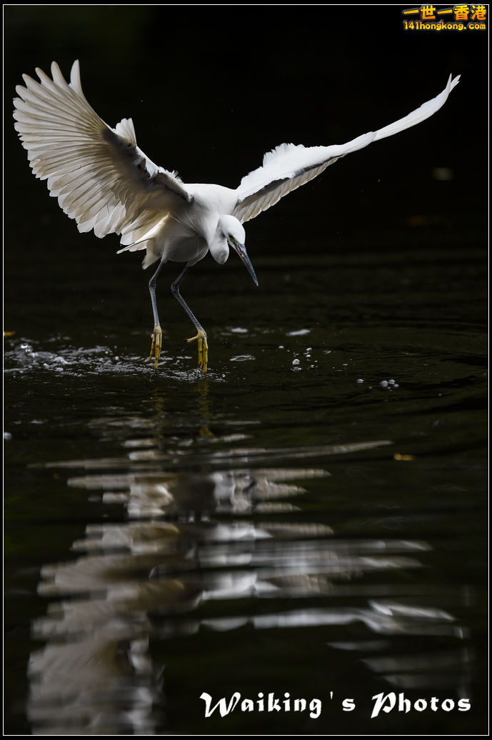150131 Birds - 0007.jpg