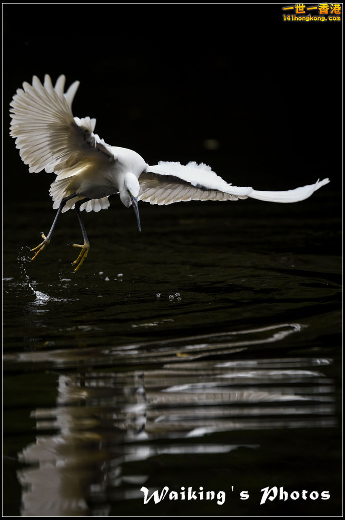 150131 Birds - 0008.jpg