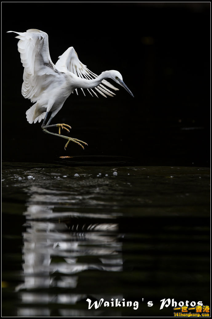 150131 Birds - 0009.jpg