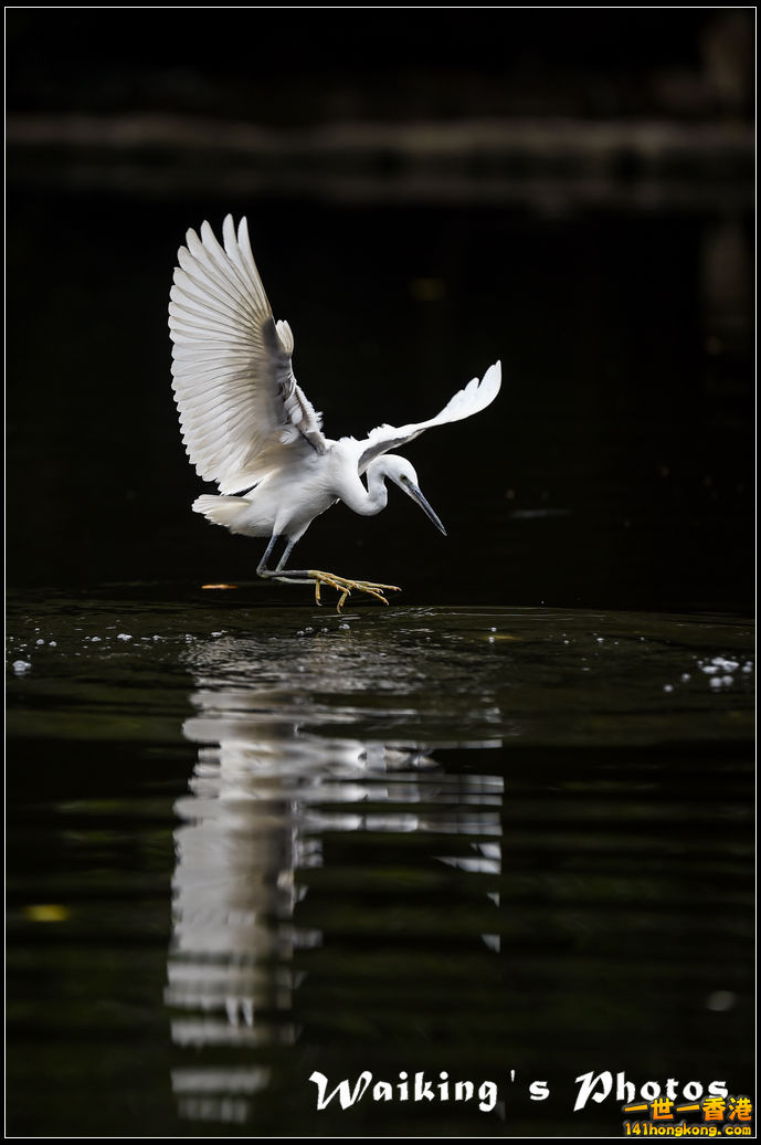 150131 Birds - 0010.jpg