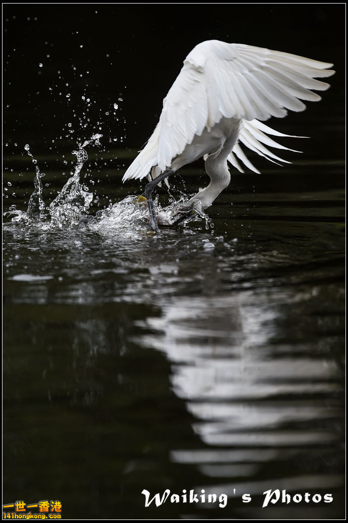 150131 Birds - 0011.jpg
