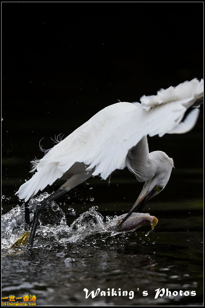 150131 Birds - 0012.jpg