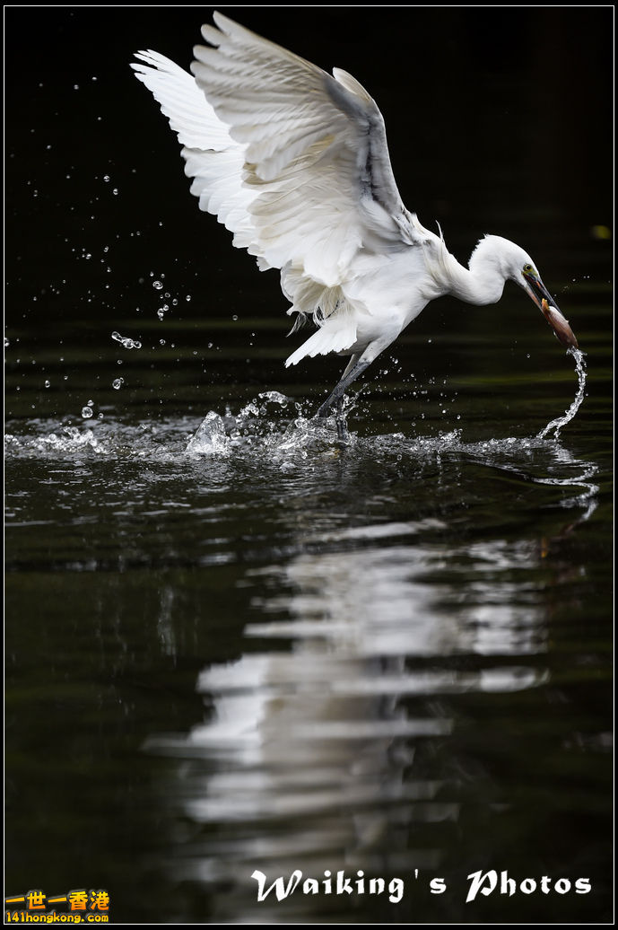 150131 Birds - 0013.jpg