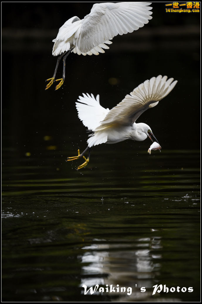 150131 Birds - 0014.jpg