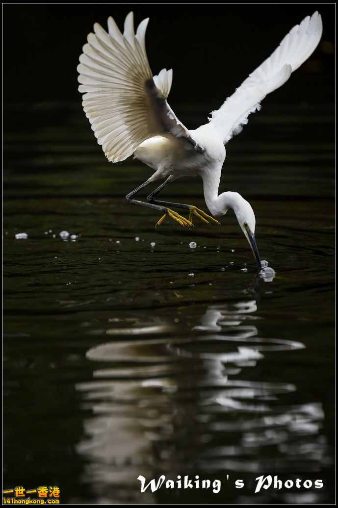 150131 Birds - 0015.jpg
