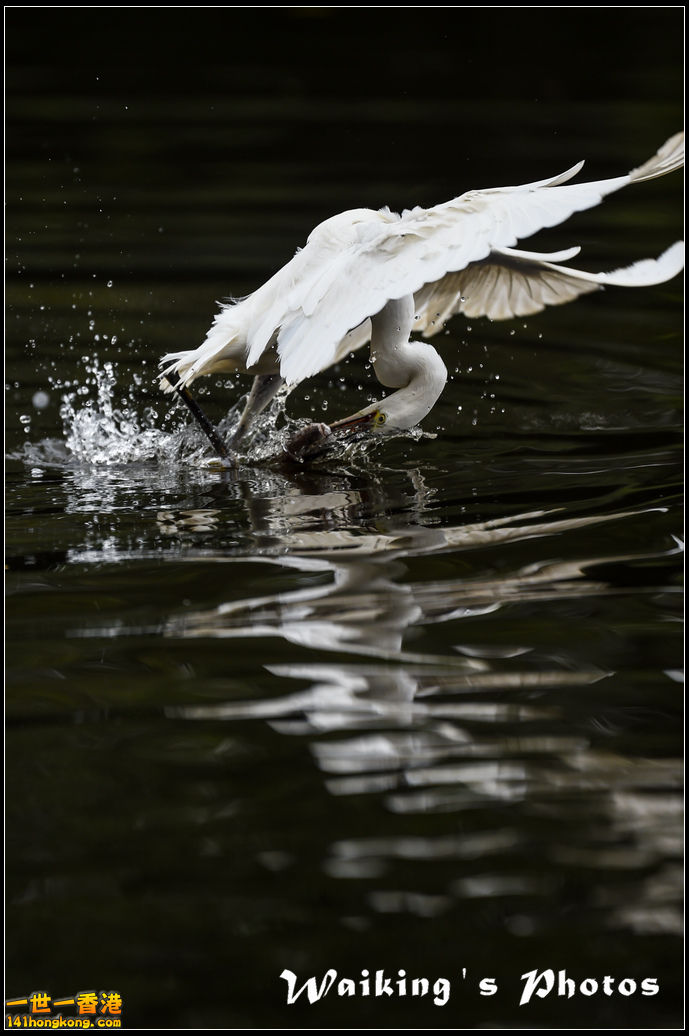 150131 Birds - 0016.jpg