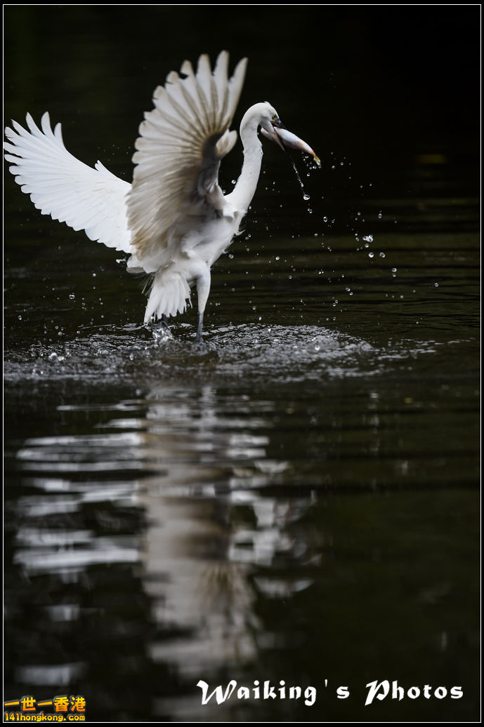 150131 Birds - 0019.jpg