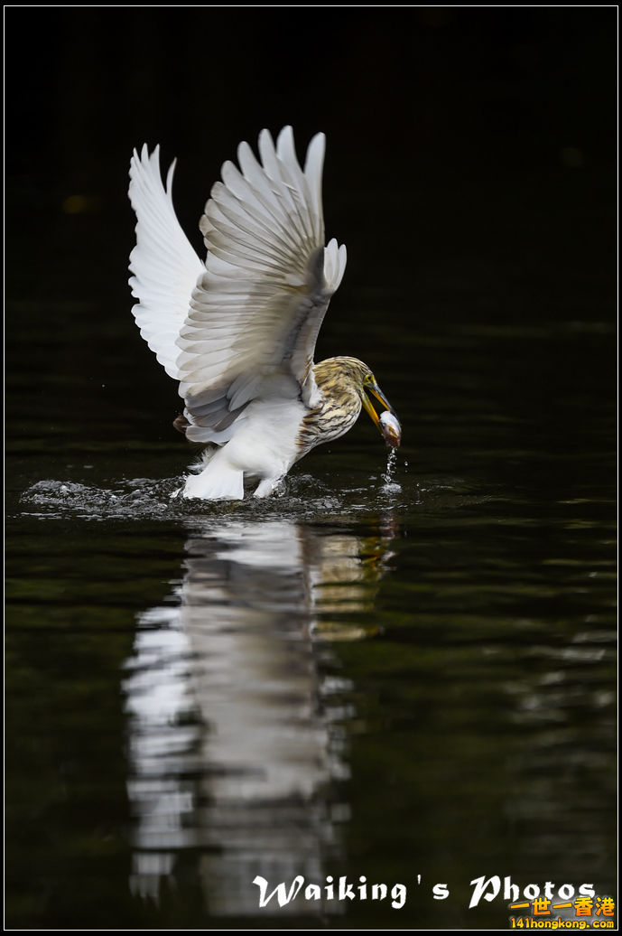 150131 Birds - 0021.jpg