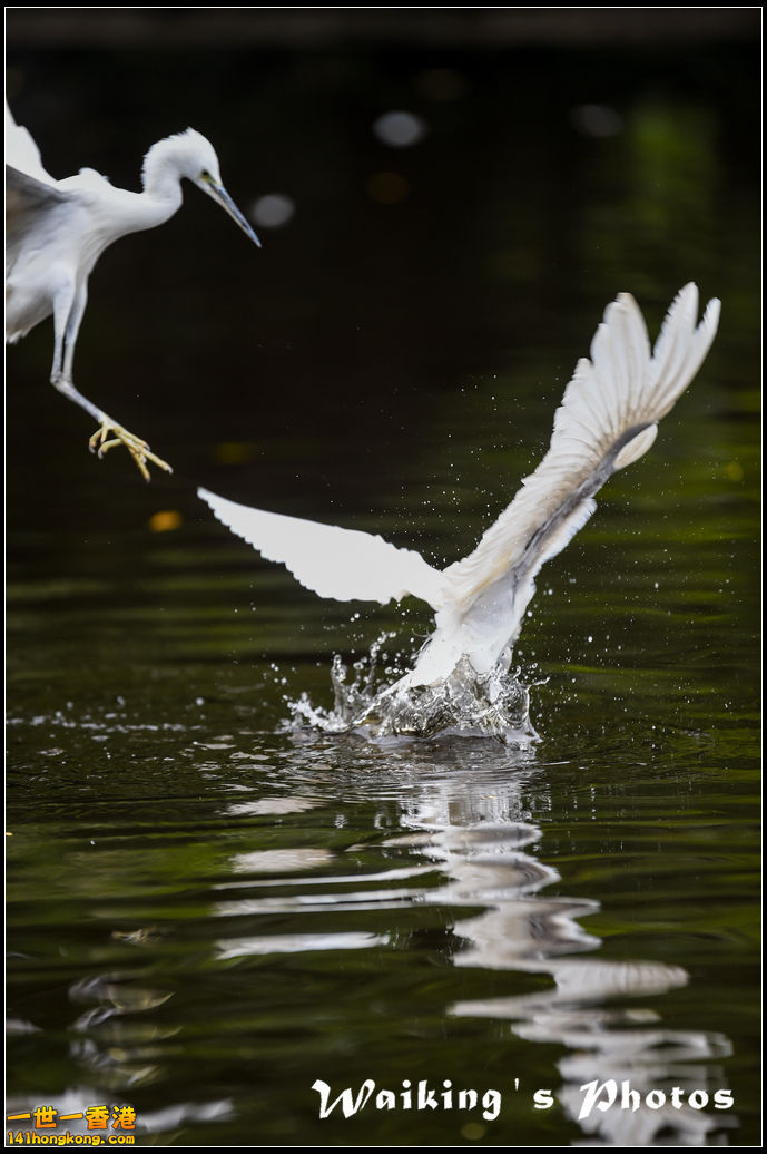 150131 Birds - 0022.jpg