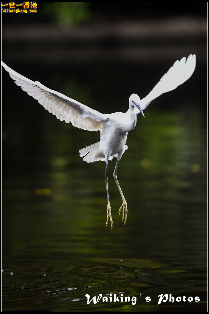150131 Birds - 0023.jpg