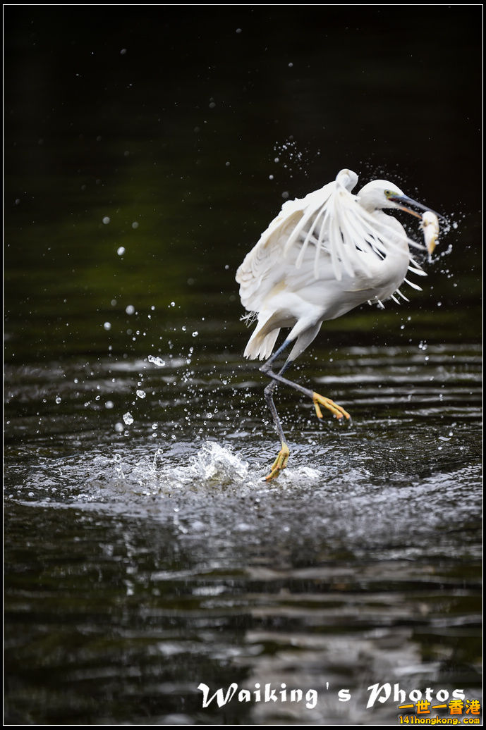 150131 Birds - 0024.jpg