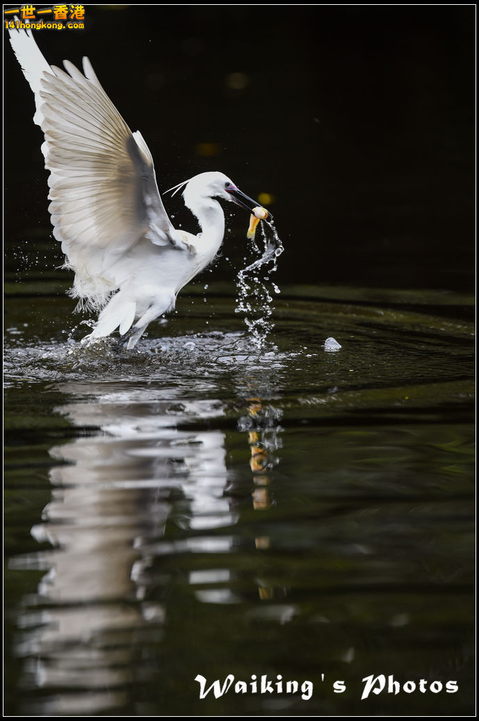 150131 Birds - 0026.jpg