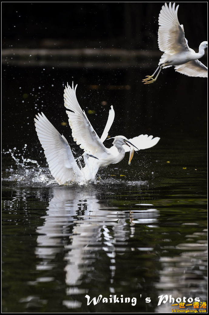 150131 Birds - 0027.jpg