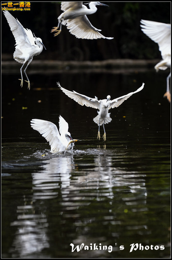 150131 Birds - 0028.jpg