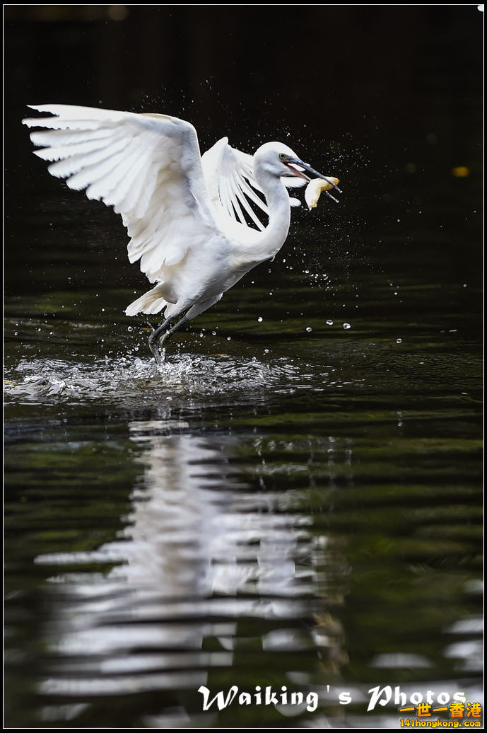 150131 Birds - 0029.jpg