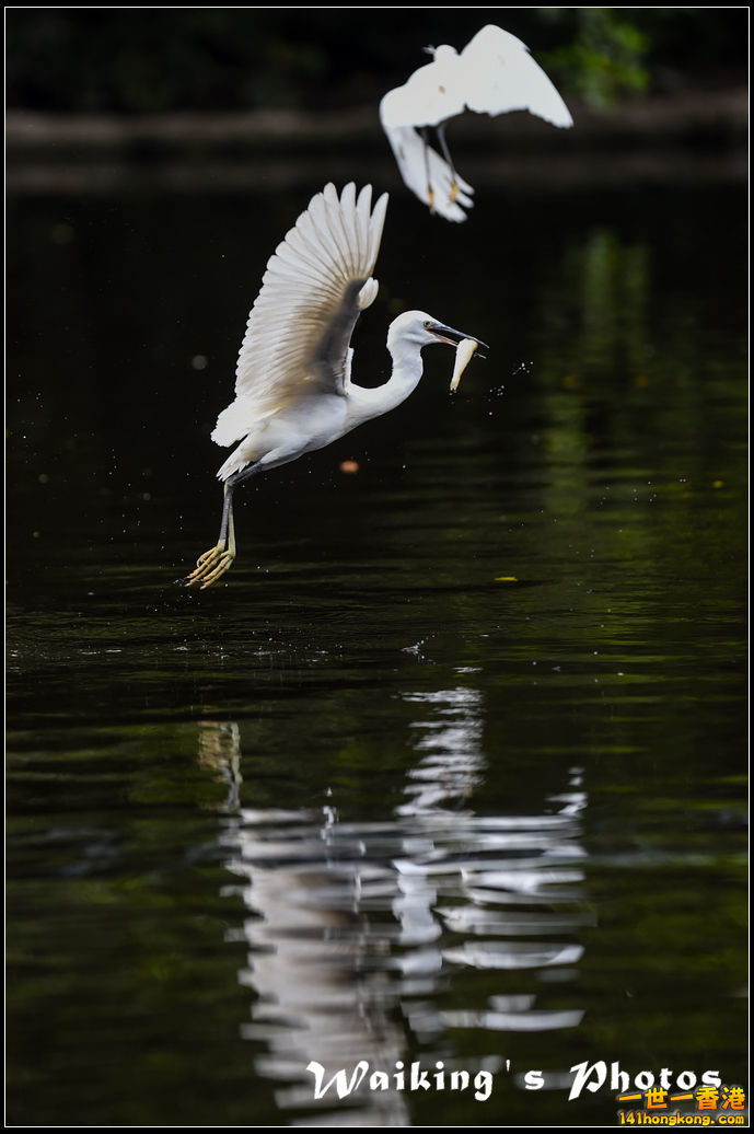 150131 Birds - 0030.jpg