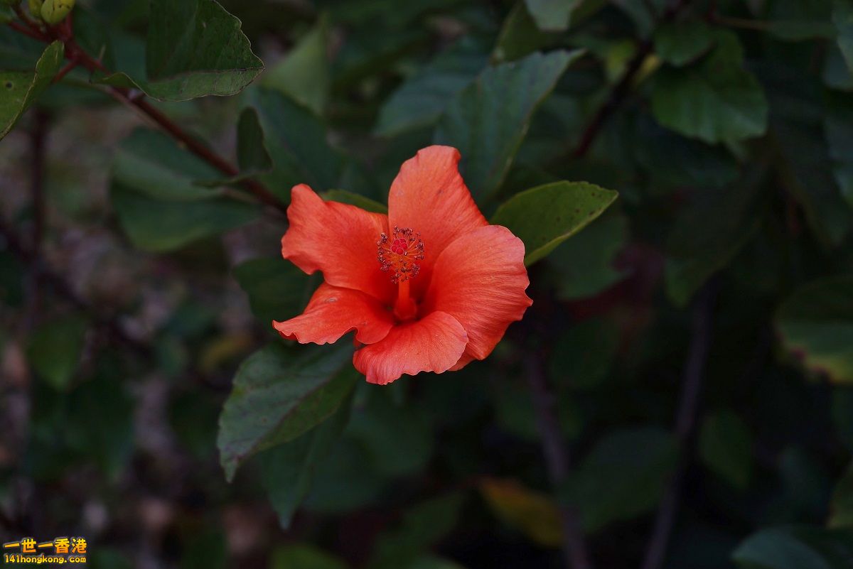 DSC06779.JPG