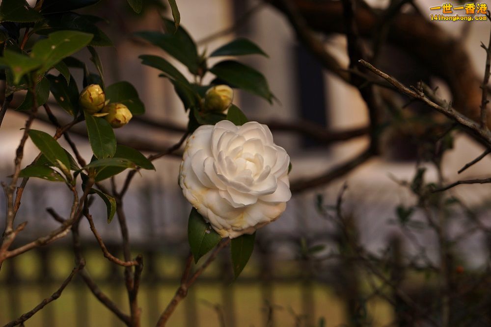 DSC06786.JPG