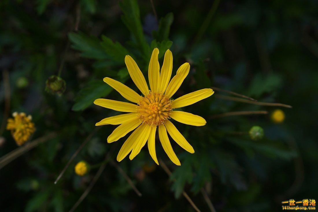 DSC06793.JPG