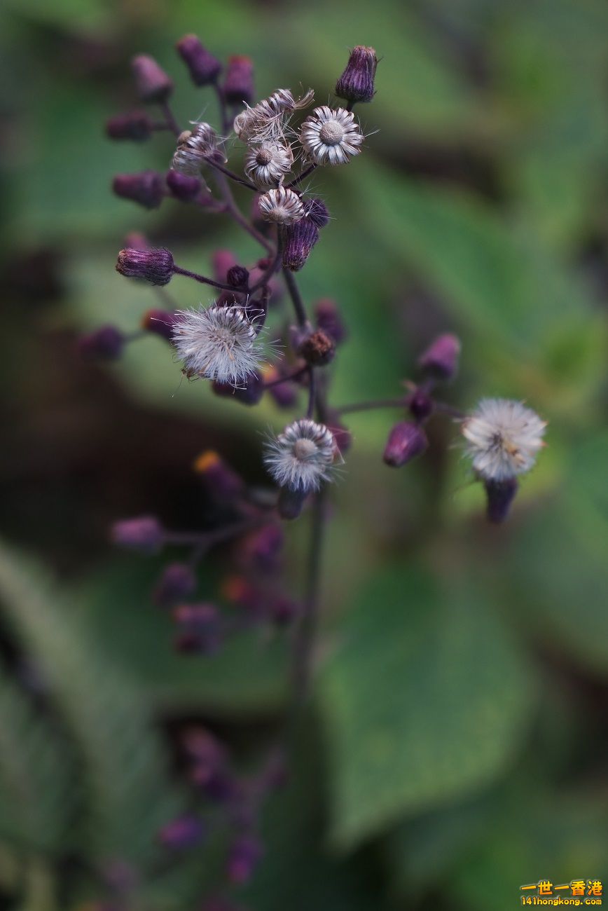 DSC06808.JPG