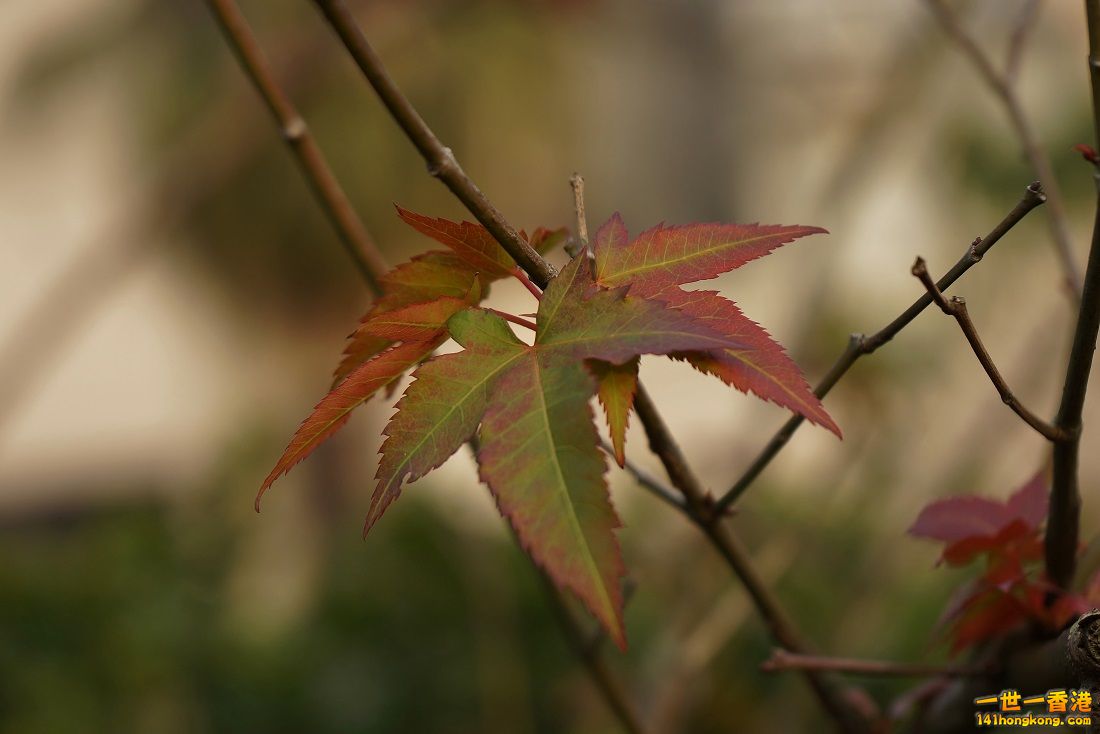 DSC06787.JPG