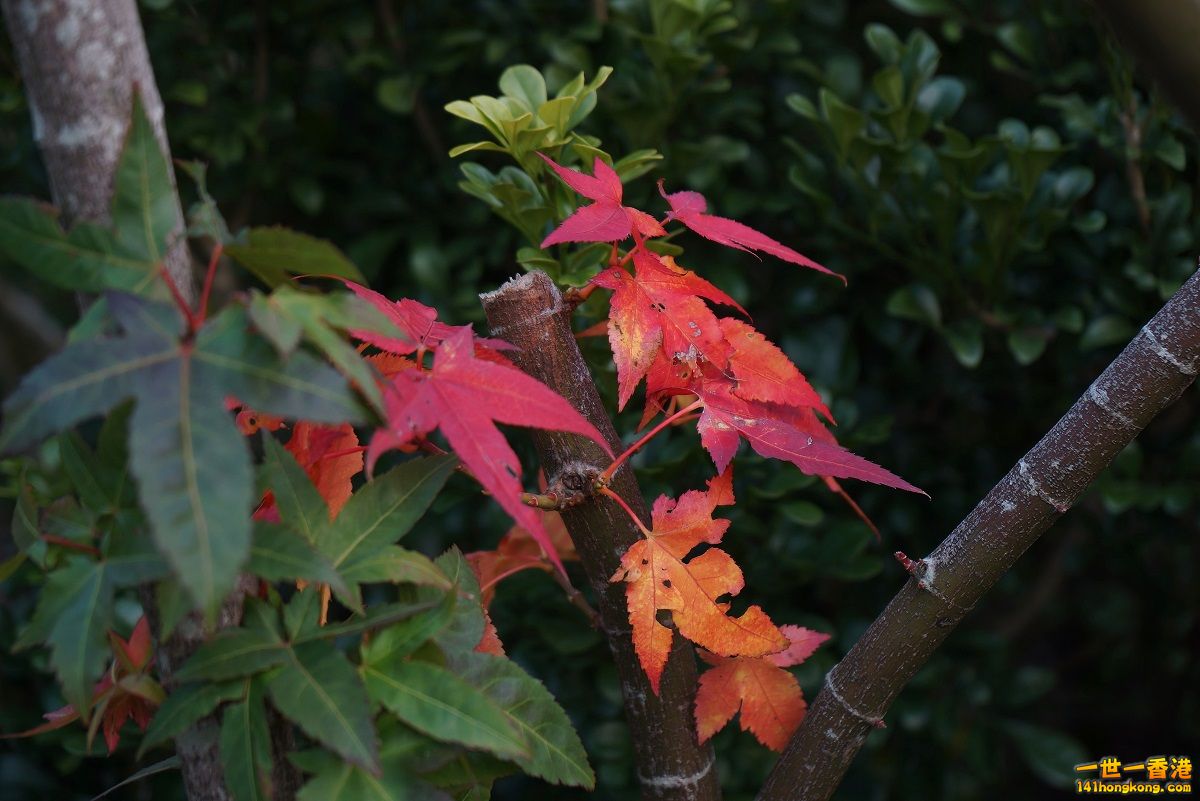 DSC06788.JPG