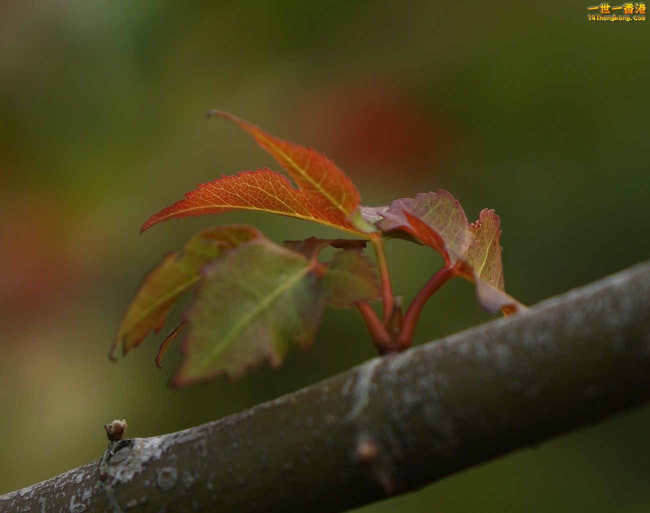 DSC06790.JPG