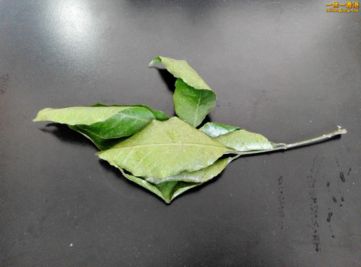 黃皮葉.jpg