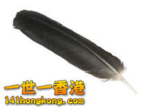 查出的黑色羽毛-10482212.jpg