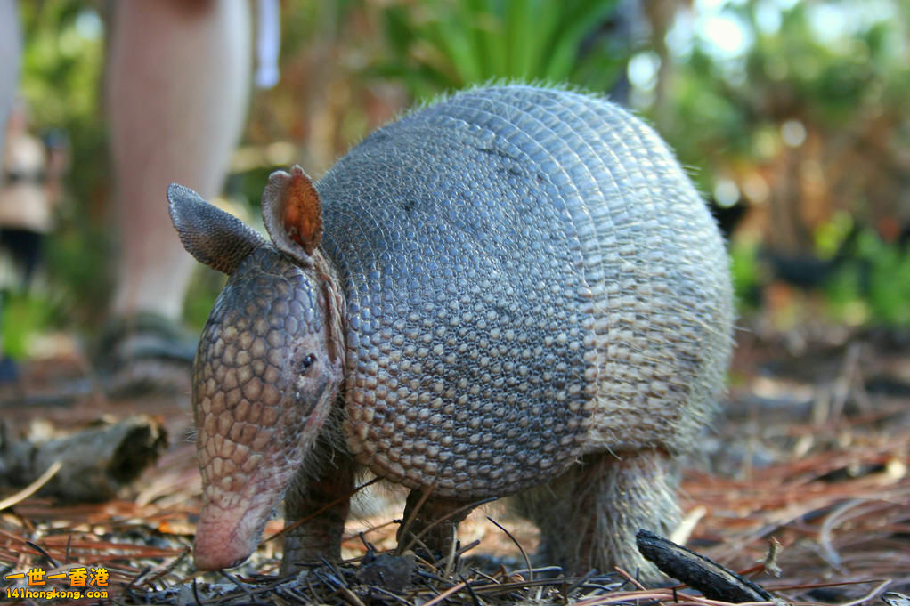 犰狳01.jpg