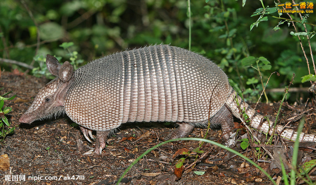 犰狳00.jpg