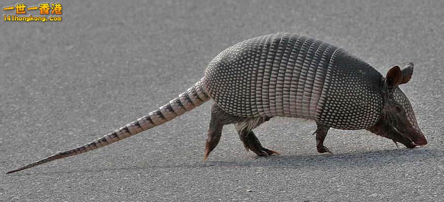 犰狳02.jpg