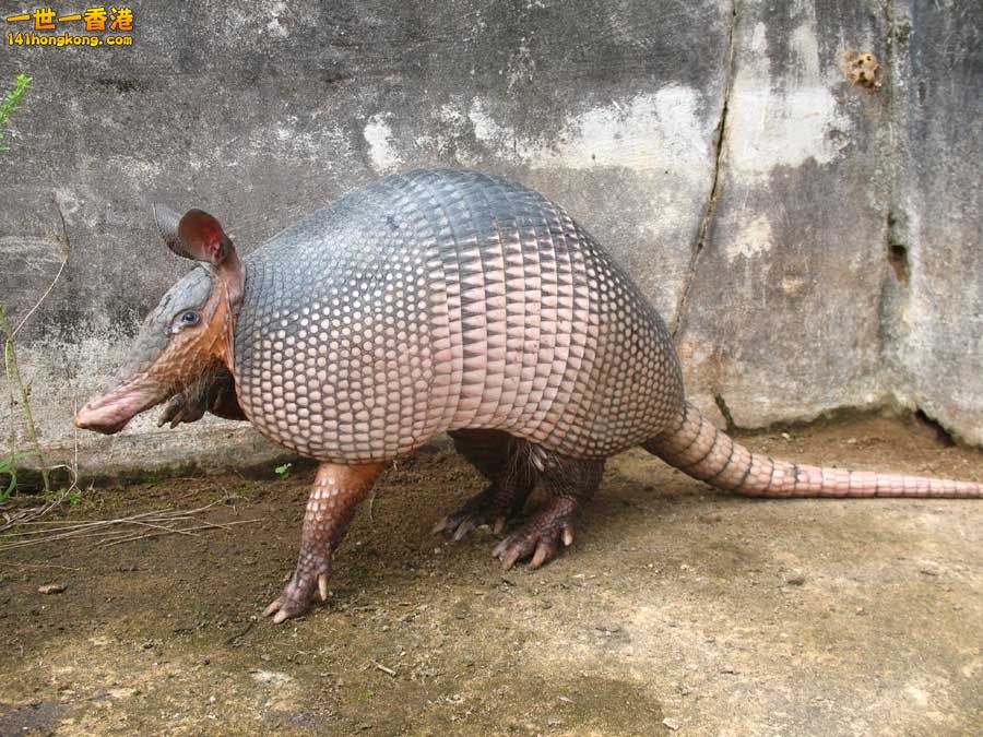 犰狳03.jpg