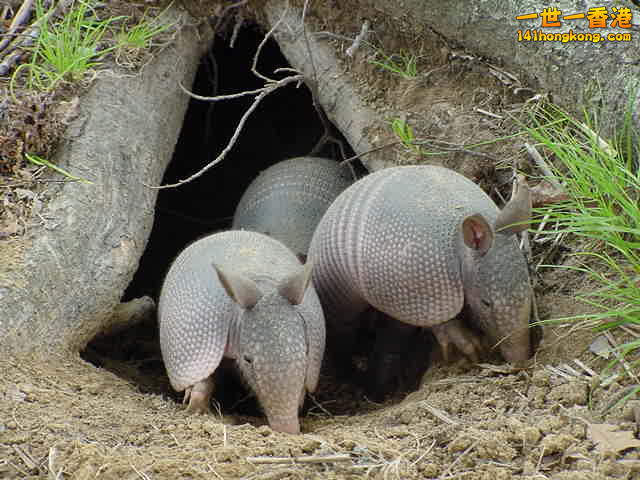 犰狳05.jpg