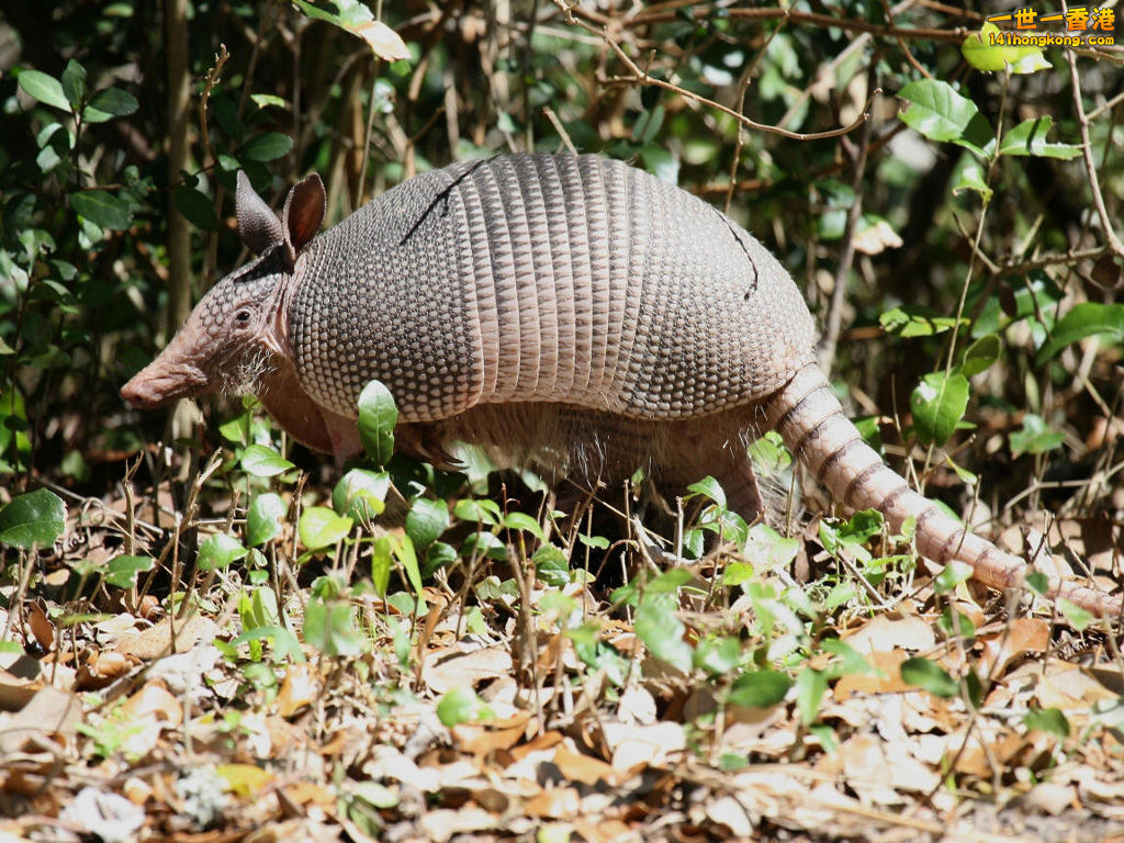 犰狳08.jpg