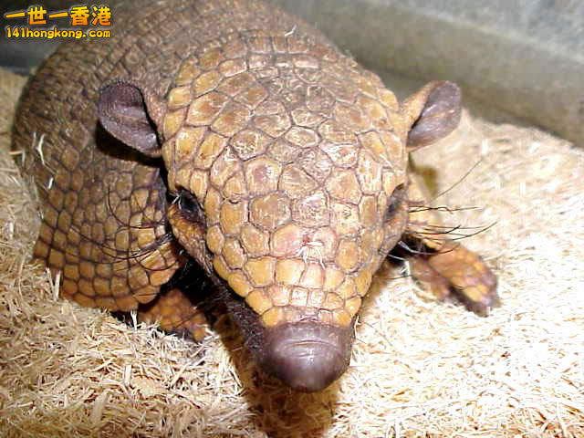犰狳09.jpg