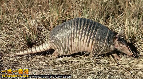 犰狳15.jpg