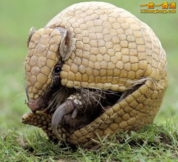 犰狳19.jpg