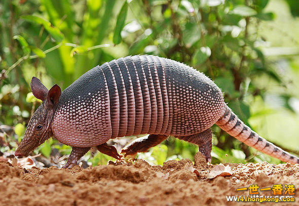 犰狳20.jpg
