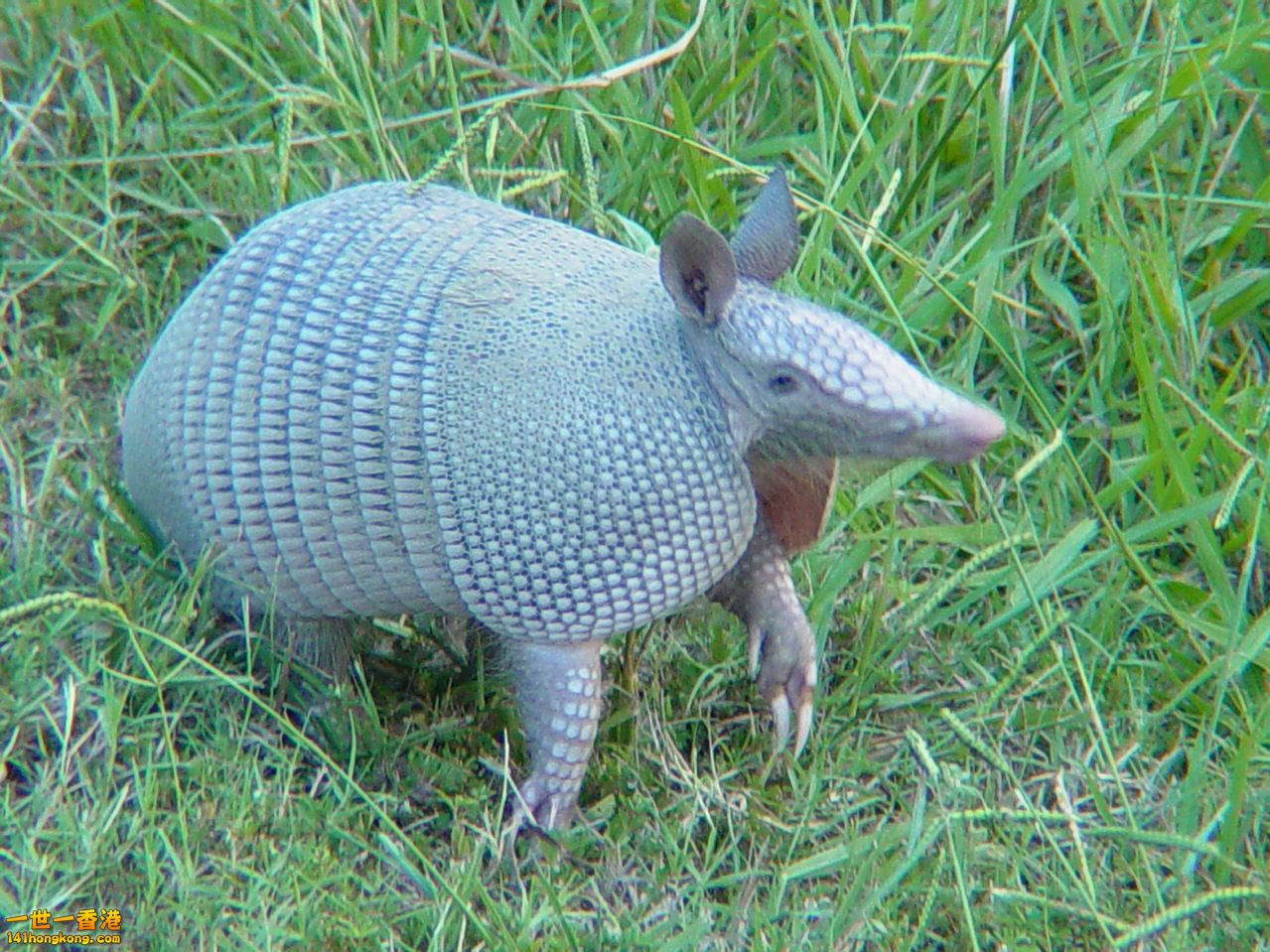 犰狳22.jpg