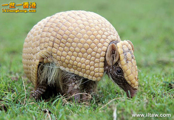 犰狳27.jpg