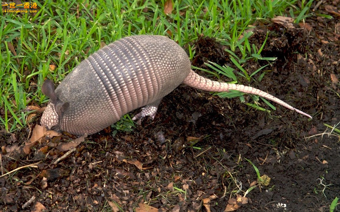 犰狳28.jpg