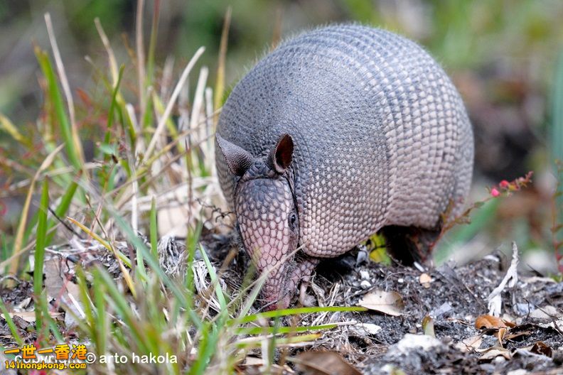 犰狳33.jpg