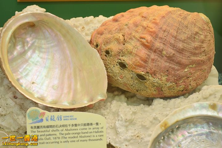 DSC_0088.JPG