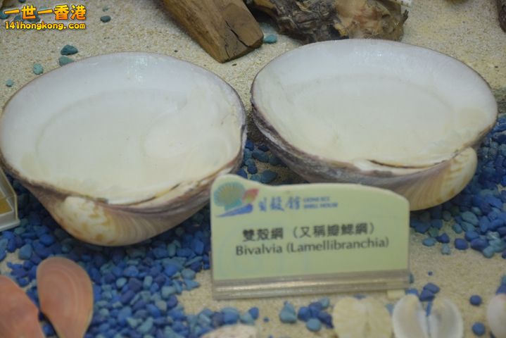 DSC_0098.JPG