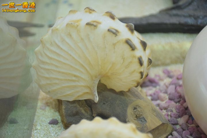 DSC_0099.JPG