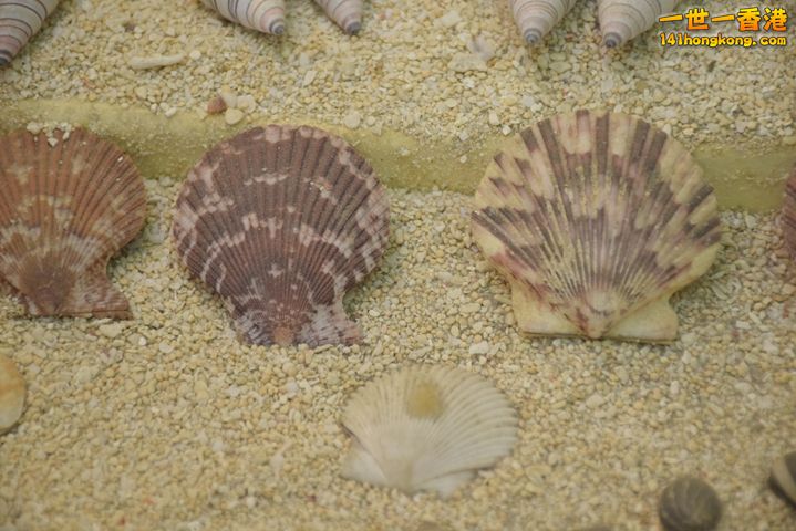 DSC_0102.JPG