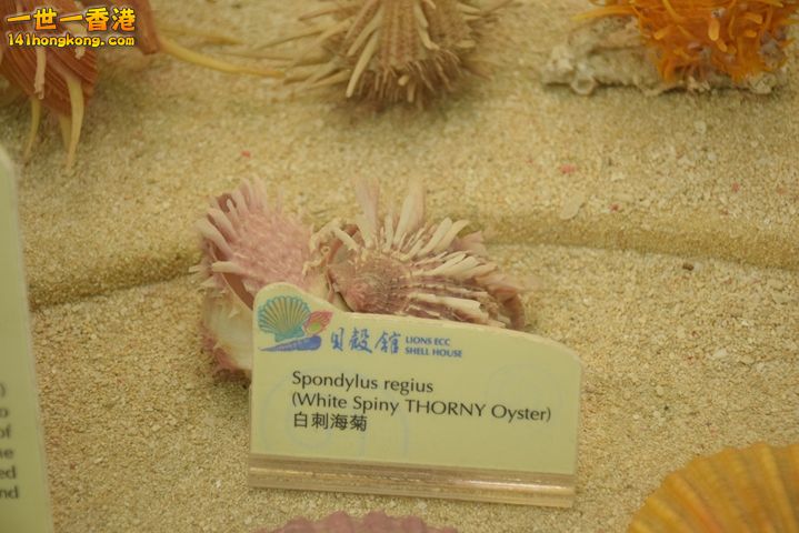DSC_0115.JPG