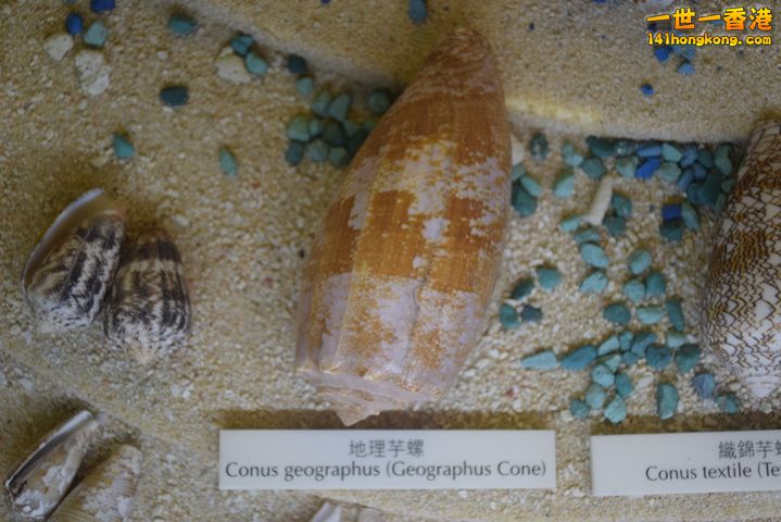 DSC_0130.JPG